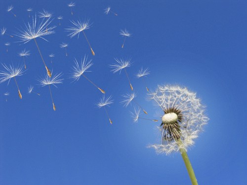 Dandelion seed head