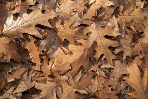 Dried oak leaves