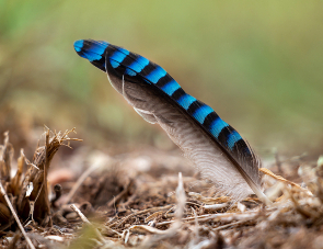 Jay's feather