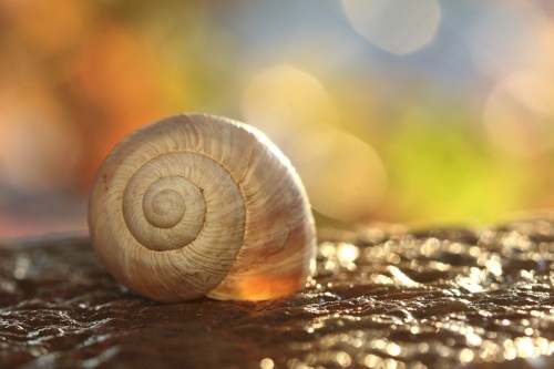 An empty snail shell.