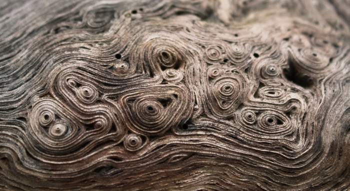 Interesting abstract possibilities from this driftwood close-up.