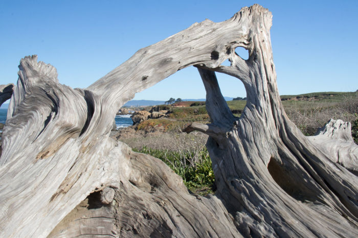 Exploring a driftwood form for its abstract possibilities.