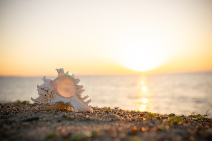 Sea-shell back-lit by the ocean sunrise.
A beautiful subject for the element of form in art.