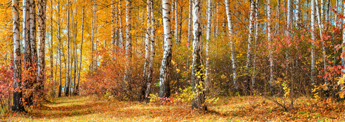 Beautiful analogous colors of a Birch wood in Autumn