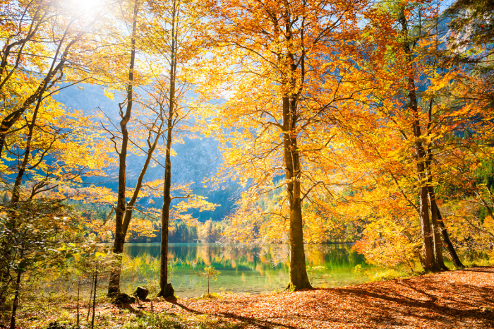 Beautiful Autumn trees by lake.