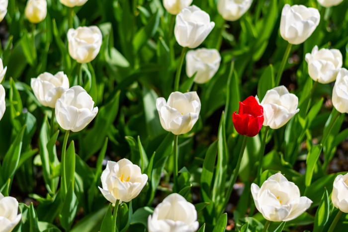 One red tulip amongst the white and green.