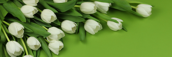 White tulips, green background waiting for a touch of red?