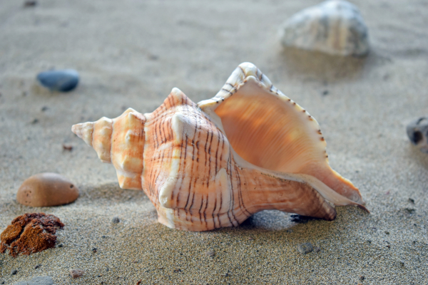 Sea-shell left by the tide.