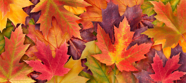 Beautiful organic shapes of Autumn leaves.